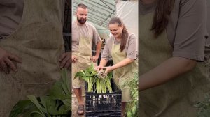 Каллы- основные моменты при  выращивании и хранение клубней зимой