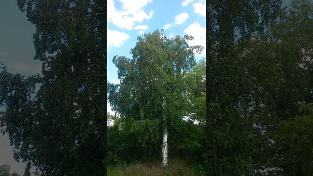 Какая красивая берёза с бруньками на фоне голубого неба 13-ого Июня смотреть онлайн