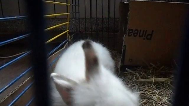 Кролик ложится спать 2 смотреть онлайн