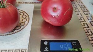 Минусинские томаты: Гигант Розовый, от Балуева и Подсинеевское сердце/ Обзор/Дегустация.