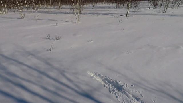 Закрытие сезона. Охота на зайца,куропатку. Процесс охоты какой он есть на самом деле смотреть онлайн