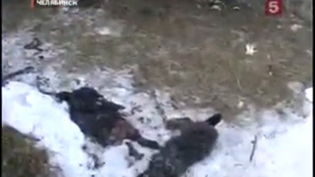 Бродячие псы убивают домашних животных Челябинск смотреть онлайн
