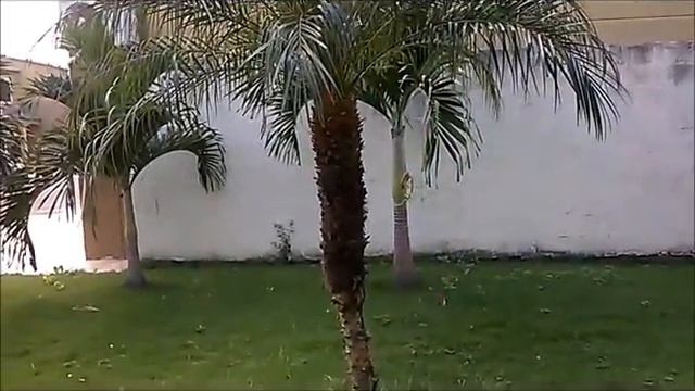 Variedades de Palmeras|Palmas. Tipos de Palmeras. Clases de Palmeras. смотреть онлайн
