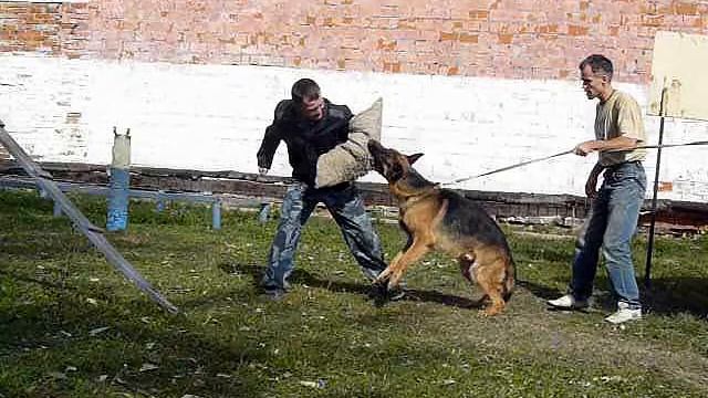 Дикая Стая Хюнтер из питомника фом Хаус Свего,работа на поводке смотреть онлайн