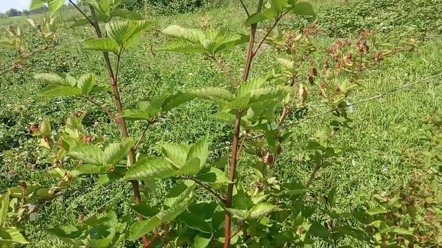 Ежевика Бжезина. Замечательный польский сорт, который пережил морозы и отсутствие снега без укрытия смотреть онлайн