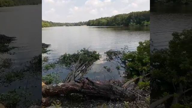 Малаховское озеро и лес, распил и осквернение, ч. 21 смотреть онлайн