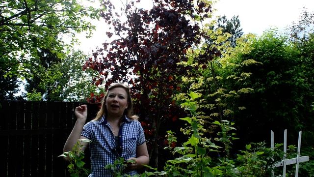 Декоративные клены: как эффектно отгородиться от соседей! Красный клен, клен друммонди смотреть онлайн
