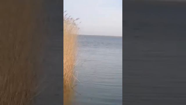 Лиман Горький. Темрюк. смотреть онлайн
