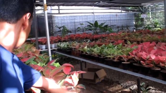 PUSAT TANHIAS LENGKAP & MURAH!! WARDHANA FLORA смотреть онлайн