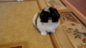 Щенки (Пекинес)