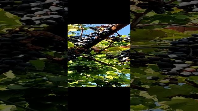 ВИНОГРАД МОЛДОВА смотреть онлайн