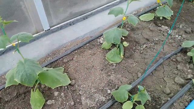 Огурцы в неотапливаемой теплице,первый урожай.Удаление усов и пасынков. смотреть онлайн