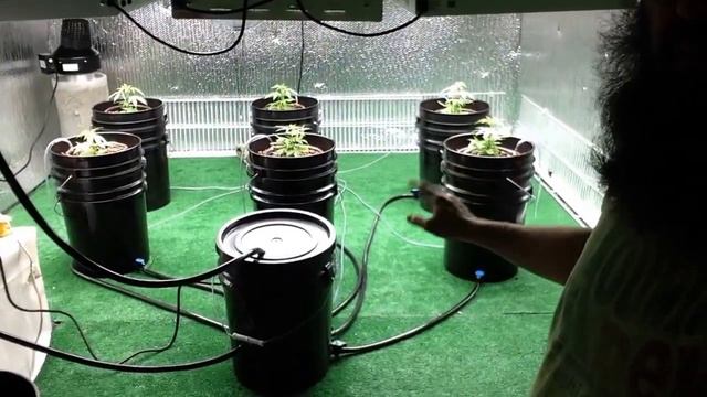 Clone to Shelf and Starter to Shelf - Day 5 - Veg and Flower Room Goals смотреть онлайн