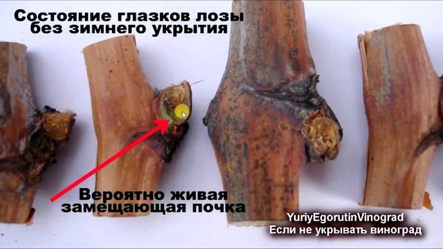 ? Почему вымерз урожай винограда. Как перезимовал куст без укрытия. Морозостойкость, зимостойкость смотреть онлайн