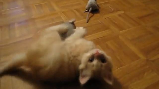 Будущий крысолов Дюндель тренируется\ Dundel and a large rat смотреть онлайн