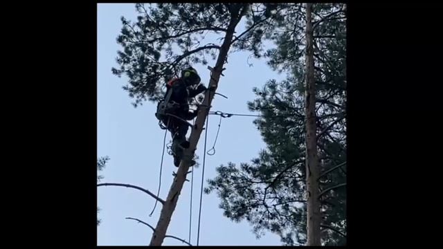 Удаление деревьев СПБ и ЛО смотреть онлайн
