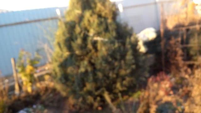 Порадуйте себя и близких к Новому Году!Кудрявые платки! Утепляемся! смотреть онлайн