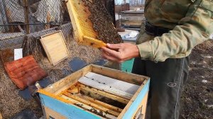 Горбатый расплод после зимовки. Что делать?