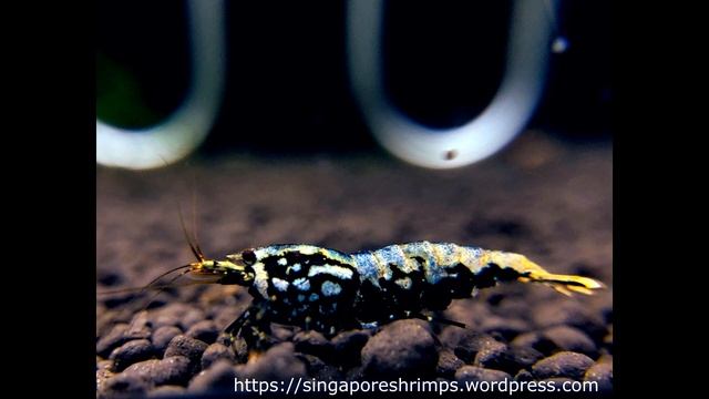 Grading Boa Shrimp From Sky Fish - What Is BOA SHRIMP -  Cardina Shrimp