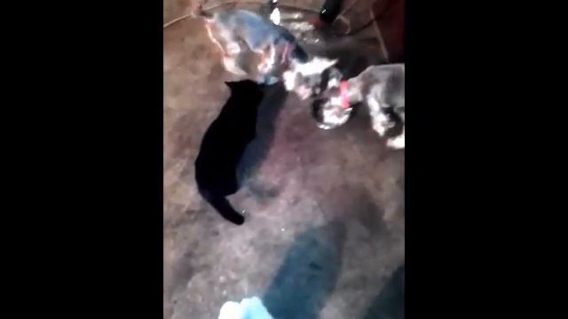 ВСЕ ЖДУТ КОГДА ПОЕСТ ГЛАВНЫЙ ХИЩНИК смотреть онлайн