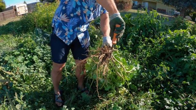 Foraging Common Mallow vs. Okra смотреть онлайн