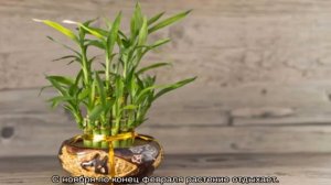 Цветок Драцена Сандера — посадка и уход