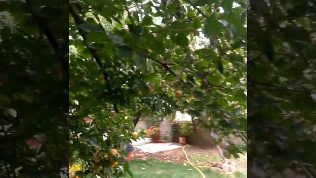 хурма в Болгария смотреть онлайн