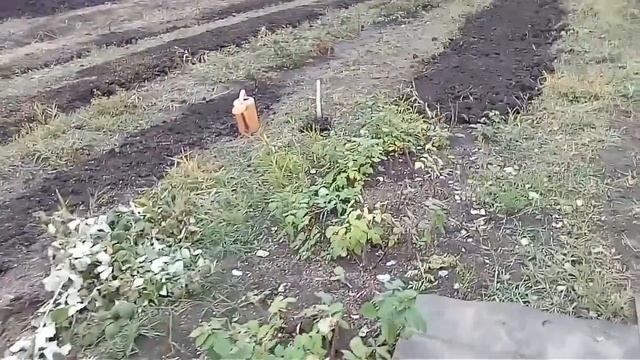 Посадка осенью и что такое мульча! смотреть онлайн