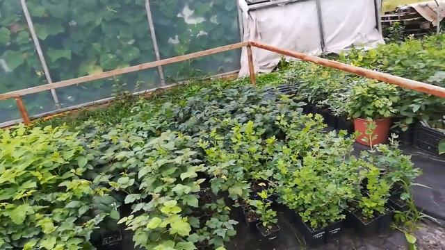 Наши саженцы на 1 08 19 смотреть онлайн