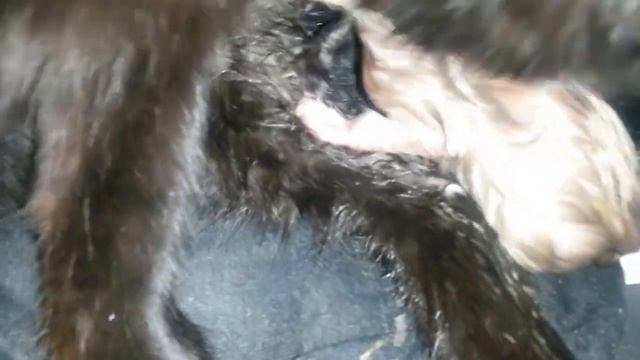 У Мурки родились котята смотреть онлайн