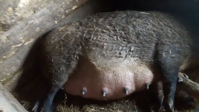 Рождение поросят Венгерской мангалицы смотреть онлайн