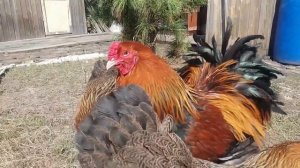 Брама куропатчатая. Обзор породы.