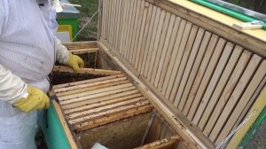 Осмотр и установка разделительной решётки в владимирский улей лежак с магазином. Эксперимент.