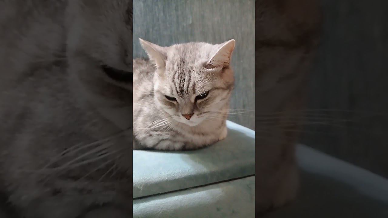 Милый котик #Shorts смотреть онлайн