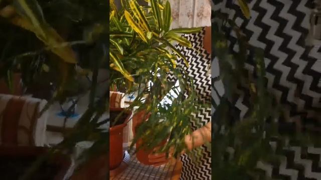 Кротон - в своей наилучшей форме! смотреть онлайн