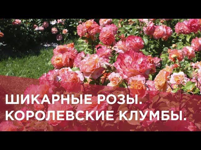 Шикарные розы Королевские клумбы смотреть онлайн