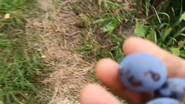 № 551 Сливи. Слива сорт Черносливка в средата на месец август - 13.08.2022 г. смотреть онлайн