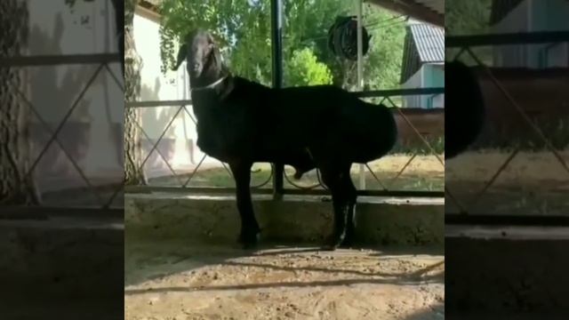 Арашанская порода. Экстерьер арашанских овец , архив | Арашан элита койлору смотреть онлайн