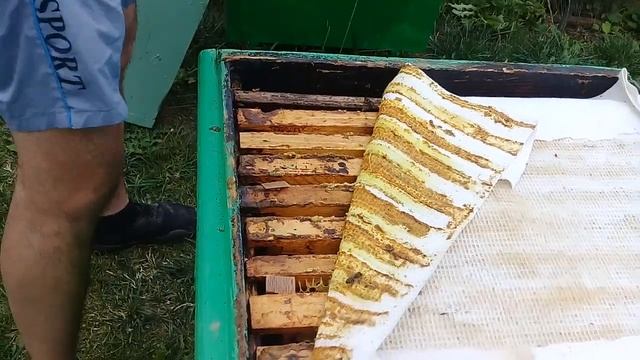 ?Первая обработка пчел от клеща Варроа после снятия корпусов. Варроадез и пихтовое масло. смотреть онлайн