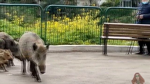 Хайфские кабаны попрошайничают. Люди прогоняют их. смотреть онлайн