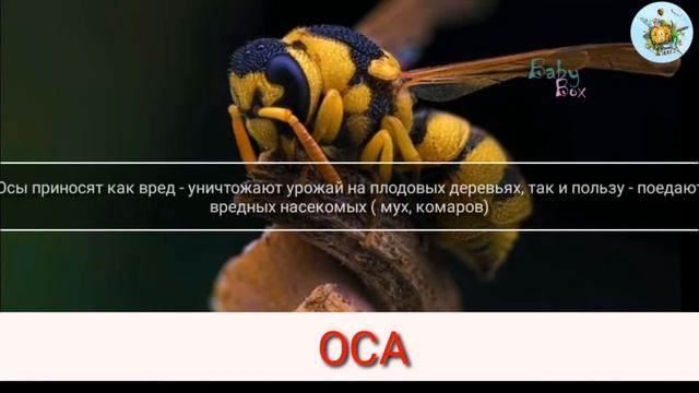 ?ОСА|WASP?Интересные_ФАКТЫ_Все_о_НАСЕКОМОМ?ИНТЕРЕСНО✨ДЕТКАМ??