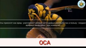 ?ОСА|WASP?Интересные_ФАКТЫ_Все_о_НАСЕКОМОМ?ИНТЕРЕСНО✨ДЕТКАМ??