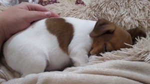 Щенок Джек Рассел 2 месяца. Первые дни в новом доме.