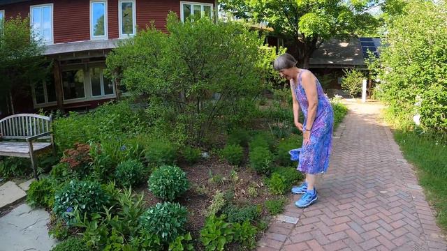 McLane Center Garden Tour with Dyanna and Becky Late May 2020 смотреть онлайн