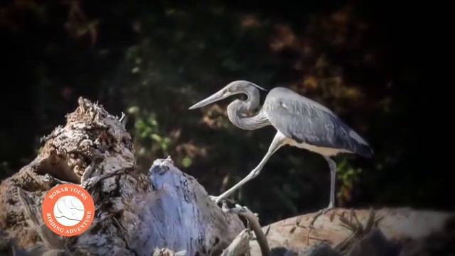 Bhutan Birding смотреть онлайн