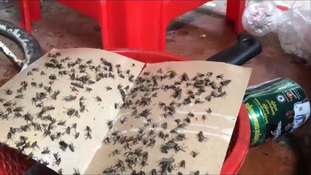 Strong Flypaper Sticky Fly Paper Flytrap Green Nontoxic Eliminate Fly Flycatcher Capture Trap смотреть онлайн