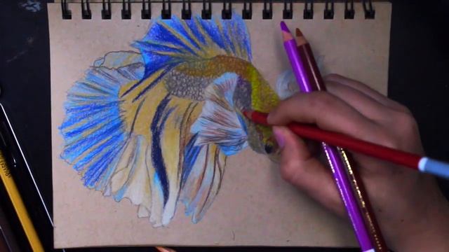 Pastel Sketch of Beta Fish смотреть онлайн