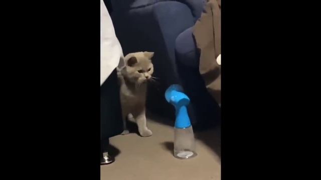 Приколы с котами??? смотреть онлайн