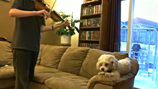 Dogs Singing To Violin