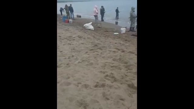 Крабалка. Как ловят камчатского КРАБА на удочку. смотреть онлайн